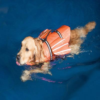 Pet Life Jacket New Reflective Outdoor Dog Clothes Pet Swimsuit Angel Wings Dog Life Jacket Summer Clothes