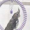 Hanging Parrot Swing Ring Wear-Resisting Parrot Chewing Toy Pet Supplies Bird Stand  Parakeet