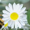 Spring Eucalyptus Daisy Wreath for Door & Window Hanging Home Décor