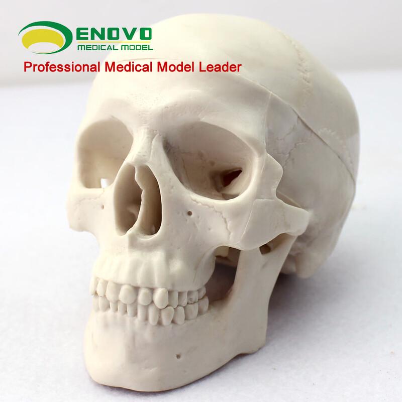 ENOVO Mini Human Skull Model