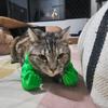Cat Muscle Arm Costume Funny Cat Neck Arm with Muscle 3D Printed Cat Arm Prop for Parties Photos Entertainment