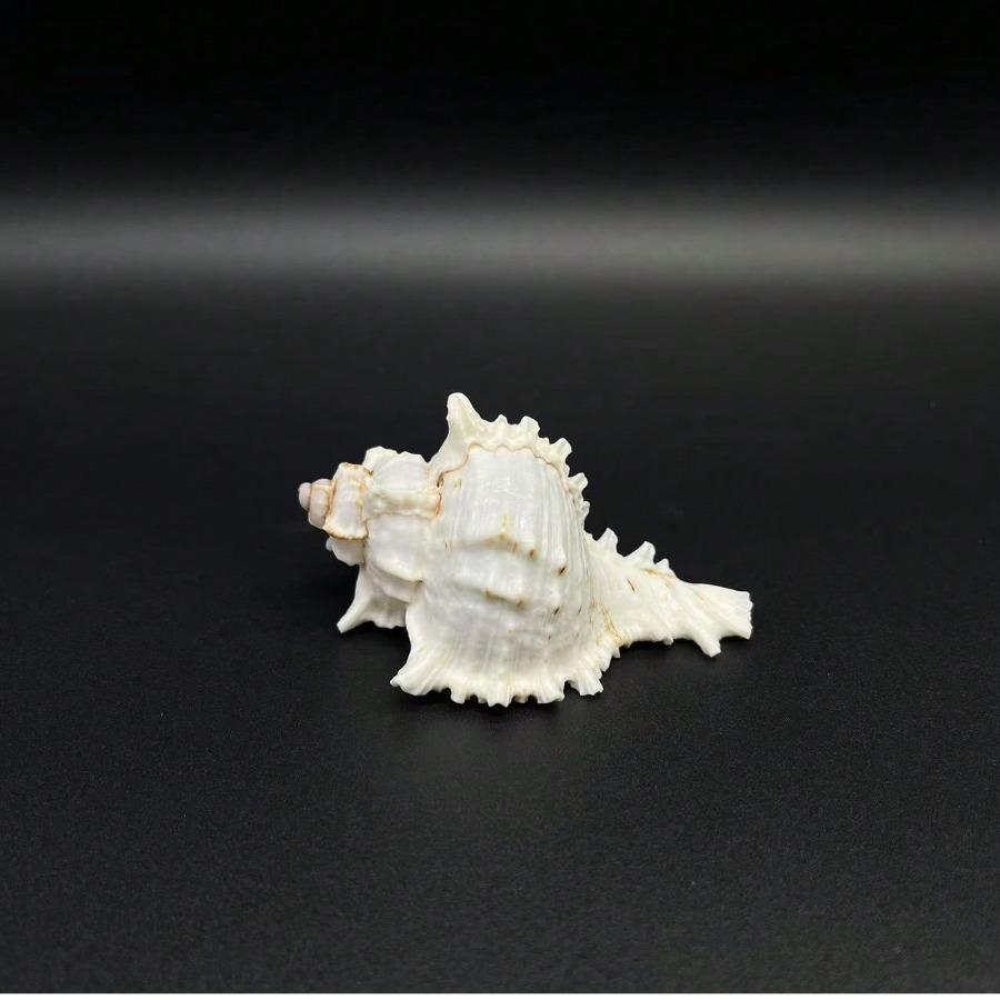 Σαλιγκάρι Χιλιοχέρηδων, Σαλιγκάρι Χρυσάνθεμο, Φυσικό Θαλασσινό Κέλυφος, Διακόσμηση Ενυδρείου, Διαμόρφωση Ενυδρείου, Μικροσκοπικό Στολίδι Μεσογειακού Στυλ