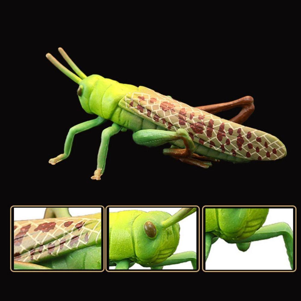 2Pcs Funny Plastic Locust Animal Model Vivid Cartoon Locust Statue Early Educational Animal