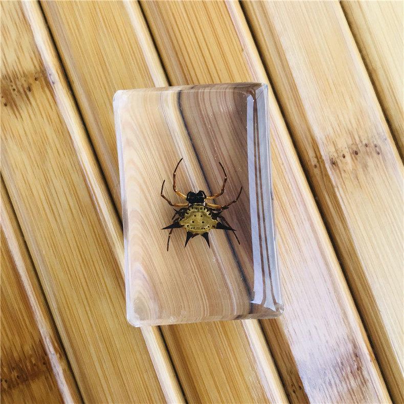 Okazy Owadów: Prawdziwy Pająk, Skorpion, Osa Błotna w Przezroczystej Żywicy do Nauczania i Dekoracji