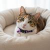 1PCS Pet collar anti suffocation adjustable safety buckle cat and dog decoration pendant neck ring 2