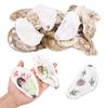 20 stuks Natuurlijke Oesterschelp Set 3-4'' Calciumcarbonaat Oesterschelp DIY Knutsel Zeeschelp voor Huis Feest Decoratie Kerst Hangers