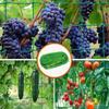 Gartennetz, grünes Kunststoff-Kletternetz für Blumen, Ranken und Gemüse - Vogelschutznetz