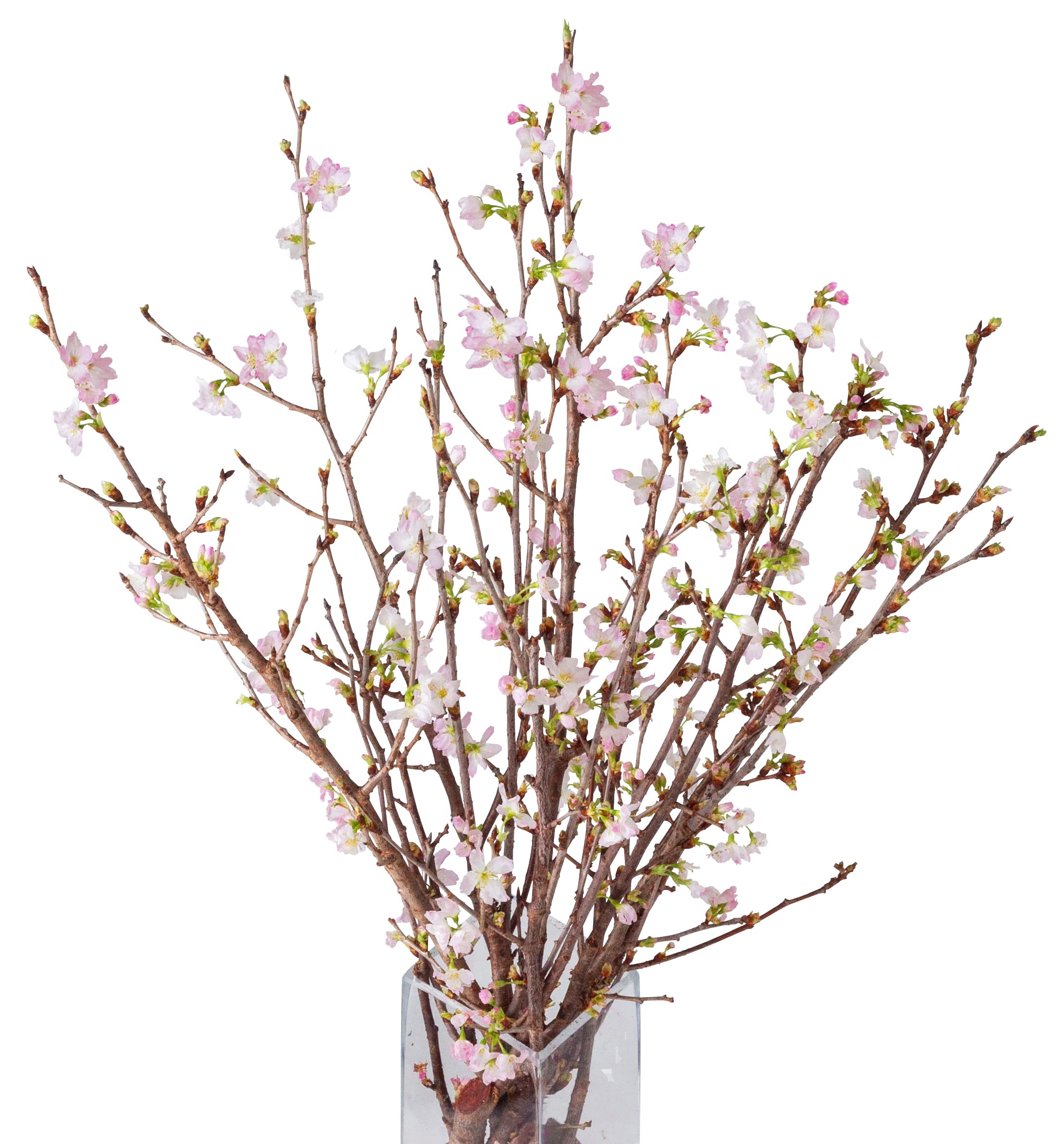 Цветочная Подарочная Компания Keiou Сакура Вишневая Сакура Новая Сакура Цветение Вишни 10 Стеблей Цветы, Цветы, Цветение Года, Букет, 50 см, розовый