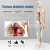 85CM Human Skeleton Model with Nerves & Vessels On Stand