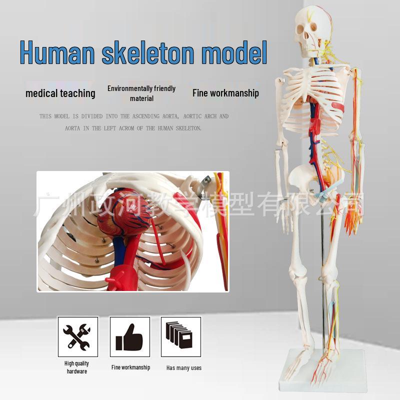 85CM Human Skeleton Model with Nerves & Vessels on Stand 85cm