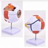 6X Solid 6X Enlarged Eye Model Ophthalmology Anatomical Model Visual Organ Observation