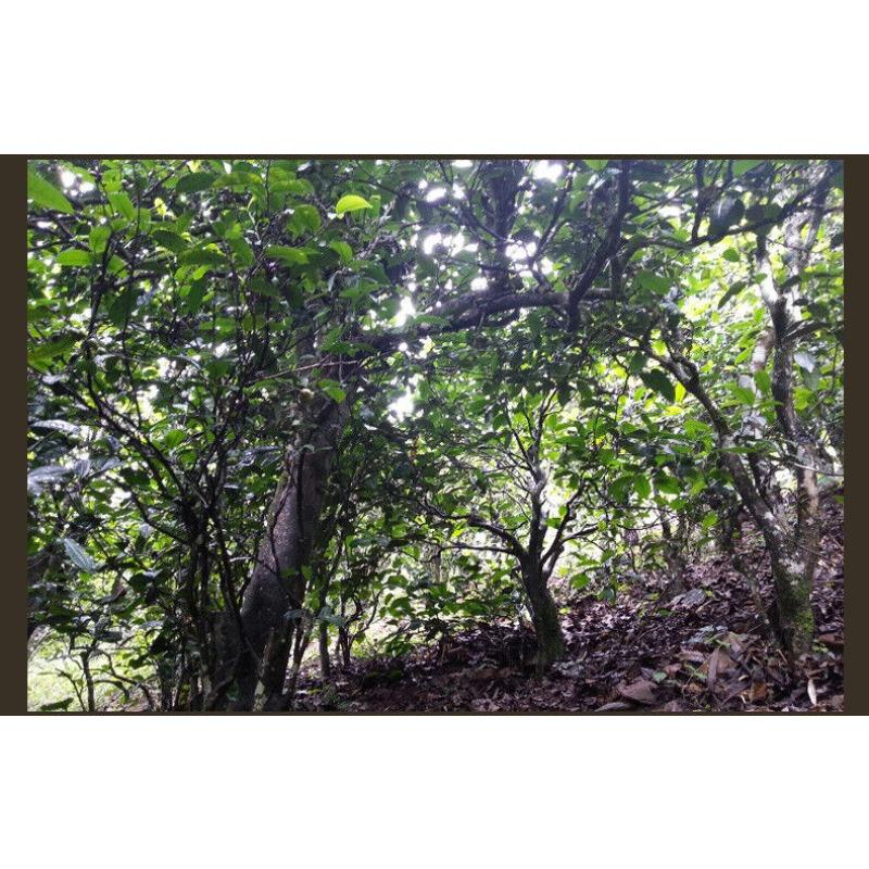 Naturalna surowa herbata Yunnan Pu'er Cegła 500g Pu'er Surowa herbata Cegła Zdrowy napój