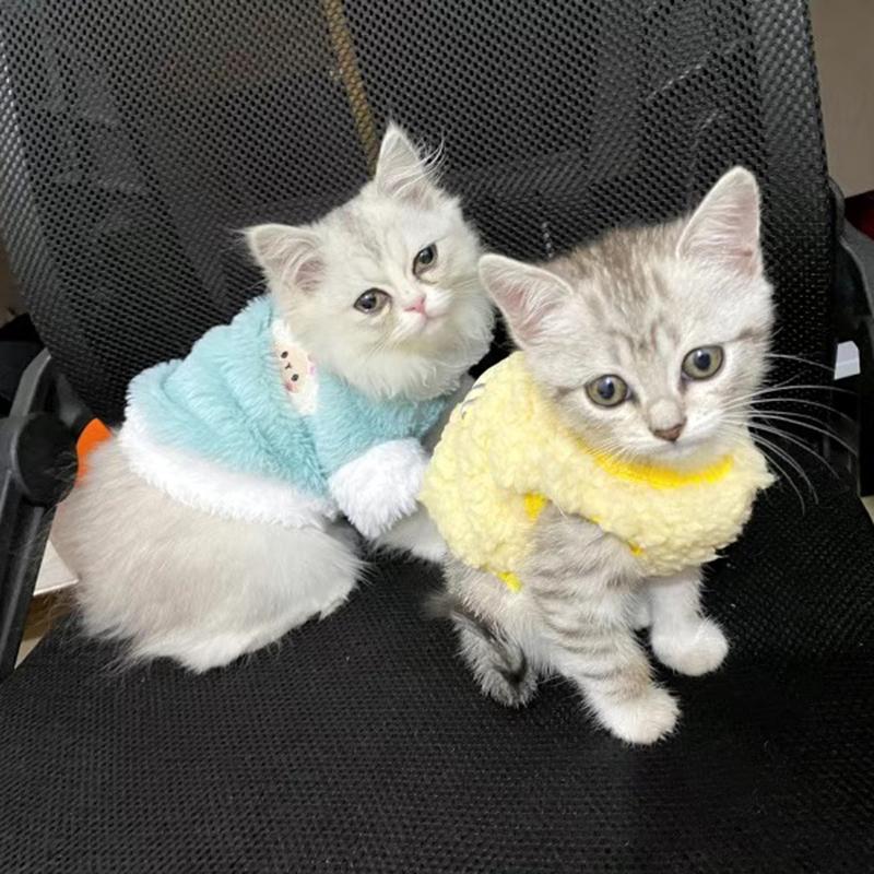 Gattino Gatto Neonato Abbigliamento in Velluto Invernale Caldo Maglioncino per Piccoli Animali Coniglietto Maglioni Vestiti Barboncino Teacup XXXS