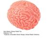 Simulations Gehirn Quetschspielzeug Angstlinderung Gehirn Sensorisches Spielzeug Dekompression Stressball Realistisches Gehirn Fidget Spielzeug Geschenk für Büroangestellte