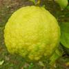 Citrus jambhiri - Schaub Rough Lemon - 5 sėklos - Citrus jambhiri