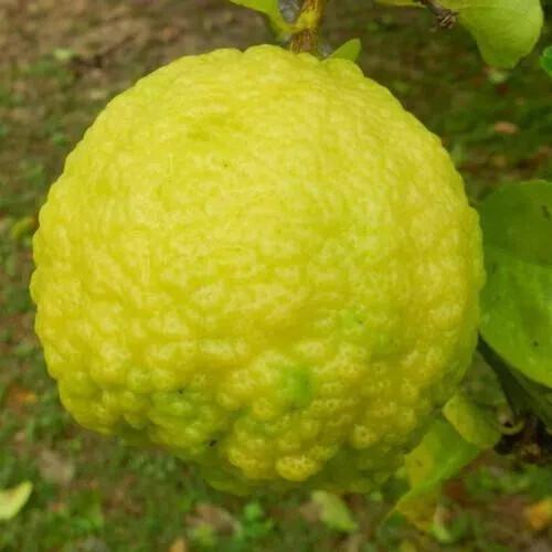 Citrus jambhiri - Schaub Rough Lemon - 5 sėklos - Citrus jambhiri