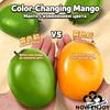 1 Stück Mango Stressball Knetspielzeug Farbwechselnde Mango Knete Fidget Ball Asmr Sensorisch Anti Stressabbau Fidget Spielzeug für Erwachsene