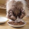 Ceramic Cat Plates With Silicone Anti Slip Pad Pet Cat Snack Bowl Cute Kitten Food Bowl Pet Kitten Water Bowl Pet Supplies