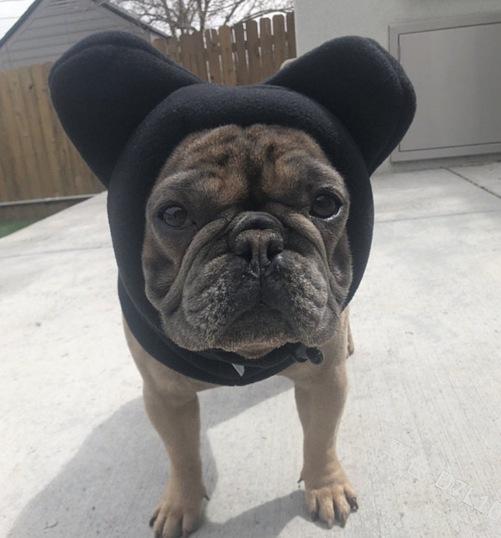 

Собака Повседневный Теплый Цвет Домашнее животное Милая Шляпа XL чёрный