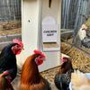 1/2pcs Chicken Oyster Shell Feeder And Grit Feeder Plastic Chicken Feeder Chicken Coop Accessories Automatic Chicken Feeder