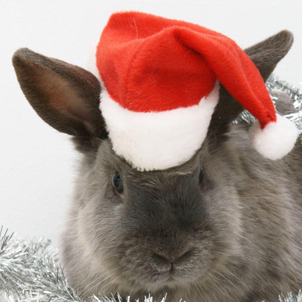 Pet Red Christmas Hat - Festive Little Red Riding Hood for Dogs & Cats