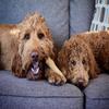 Petstages Woody Tough Stick Medium PTPS217