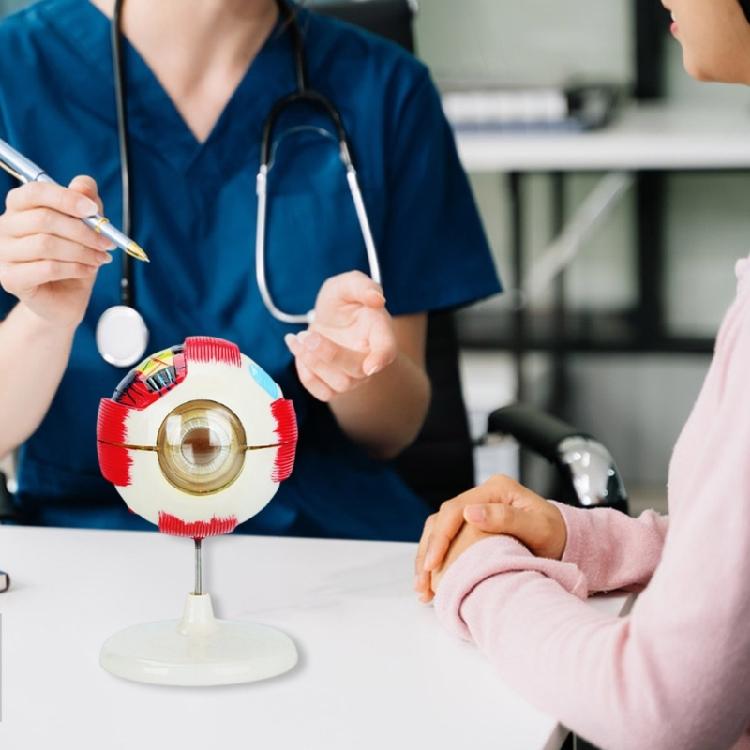 Abnehmbares anatomisches PVC-Augapfelmodell 6-fach vergrößertes menschliches Augapfel-Anatomiemodell für klinische settings und Forschung