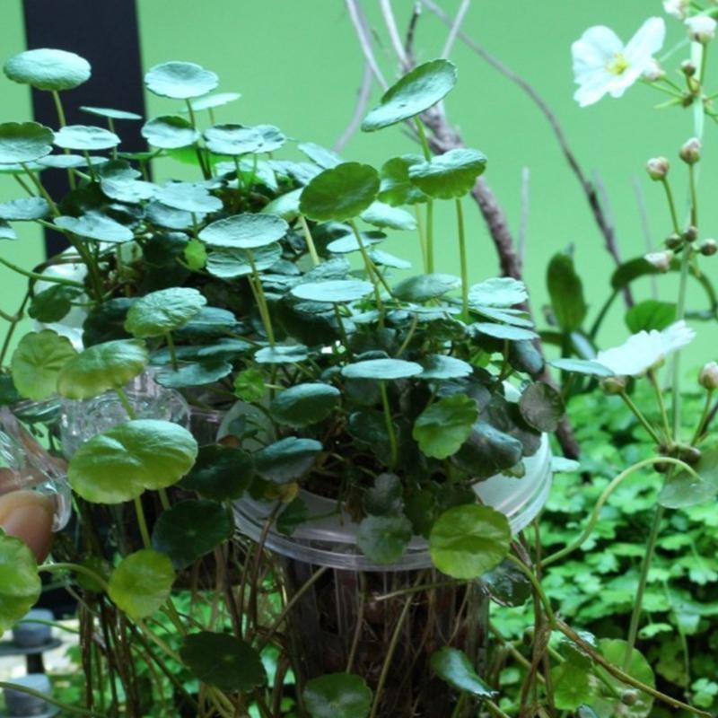 Support de Plante pour Aquarium Suspendu pour Plante Culture de Plantes Aquaponiques