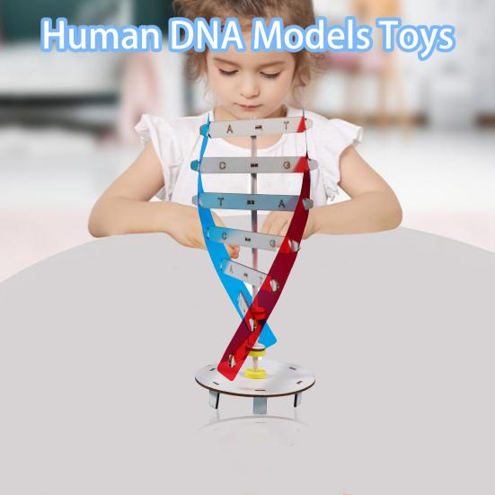 1 set Interesant Stimulează imaginația Îmbunătățește concentrarea Structură inovatoare cu dublu helix Modele ADN Jucării pentru copii Echipament de experiment