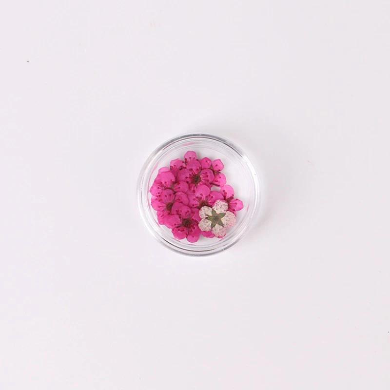 20pcs/Box Nail Art Dried Flowers Spirea Small Plum Narcissus Nail Art Color Mixed Flower Dried Flower Patch DIY Nail Decoration