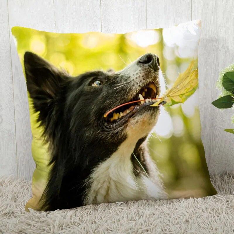 Pillowcase Border Collie  Modern Home Living Room Decor