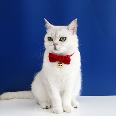 Hundehalsband Superweich Verstellbar Farbecht Allergiefrei Schnellverschluss Dekorativ Samt Fliege Hund Katze Halsband Haustier Fotografie Requisite Haustierbedarf