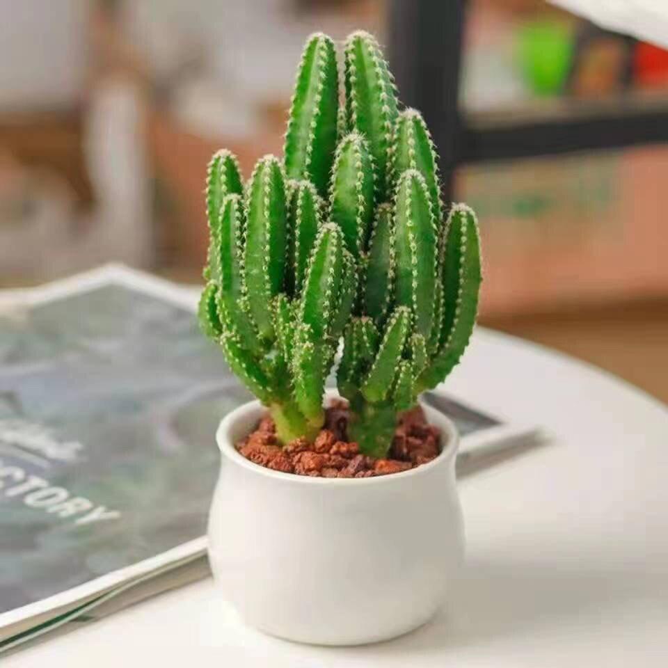 Ten Thousand Layer Mountain Money-Attracting Succulent Cactus Tree for Indoor and Office Decor