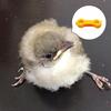 12Psc Baby Chick Splay Leg Hobble Brace, Baby Chick Leg Hobbles, Poultry Leg Bands, Chicken Hobble Braces for Newborn Spraddle Leg of Chick Quails