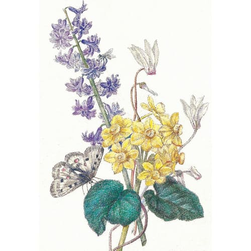 Sakura Crepas Colored Pencil Coupy 30 Colors Barva na barvě FY30NU