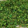 Miniature Scenery Layout Diorama Crafts 56ml for Model Railroad Building Kit Garden Bonsai