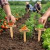 15 Stück Holzpflanzenstecker T-Typ Gemüse-Muster Gartenblumen-Etiketten Wiederverwendbare Gemüse-Namensschilder Sukkulentenpflanzen