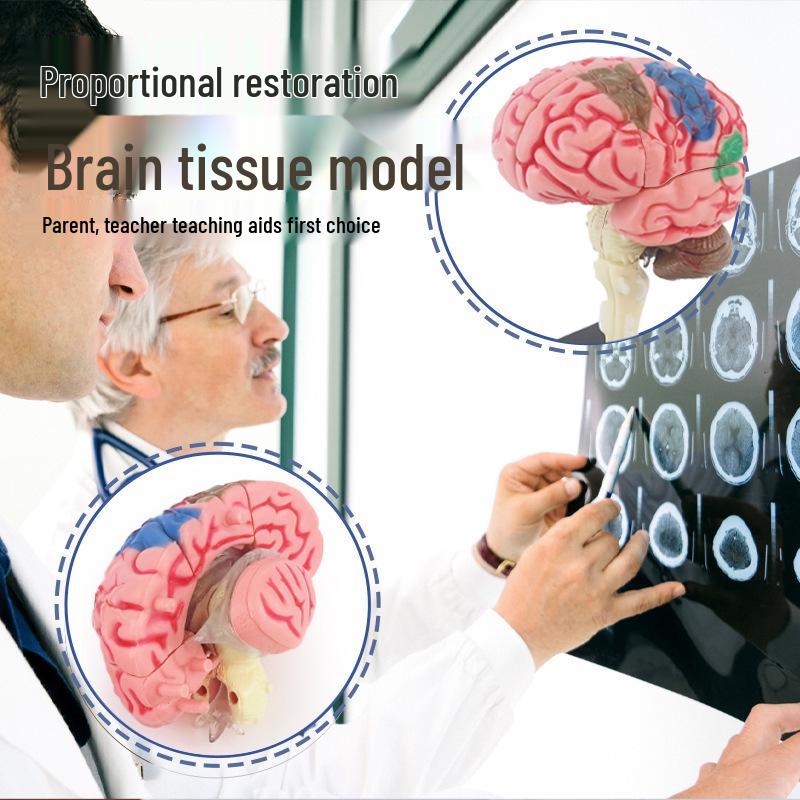 Human Brain Model with Nerve and Brainstem Structure - Educational Aid and DIY Toy