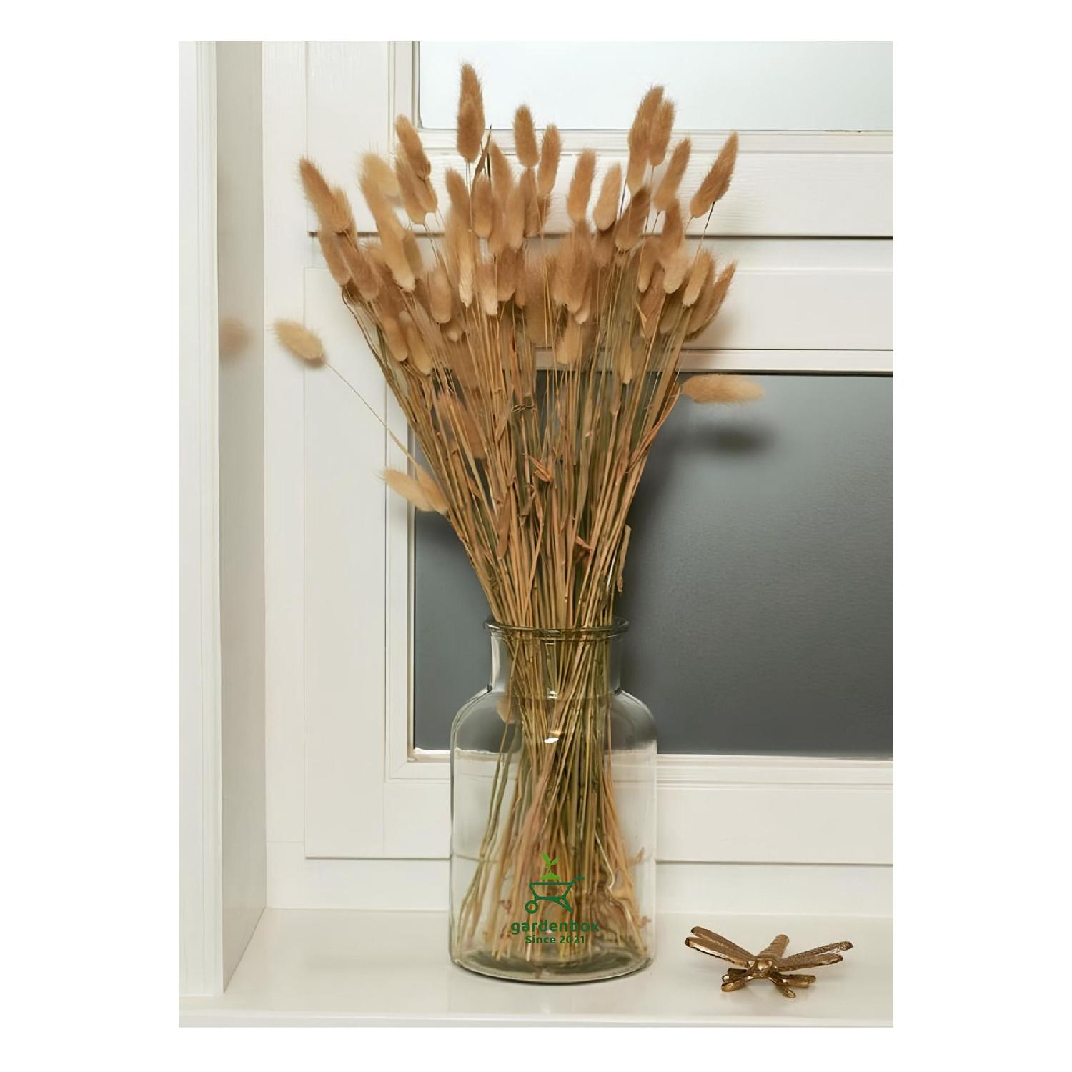 

Natural Lagurus Dried Freezing Cotton Grass 50-60 Branches Natural 30-40cm