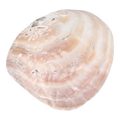 Natural Vibrant Color Home Decor Shell Shape Pretty Delicate Jewelry Storage Tray Storage Container Storage Holder Art Craft