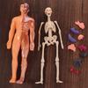 Transparent Science Cognitive Puzzle Toy Plastics Kid Skeleton Model  Kids Toys