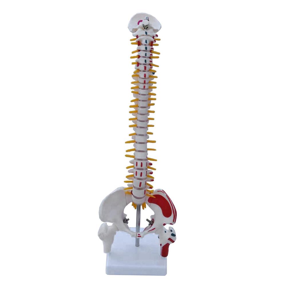 Medium Spine and Pelvis Skeleton Model for Orthopedic and Vertebrae Teaching