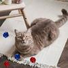 5 Stück Bunte Katzen Kauspielzeug Ballform Sicher Verbessert Stimmung Spielzeug Knisternd Verbessert Stimmung Geschenk für Kätzchen