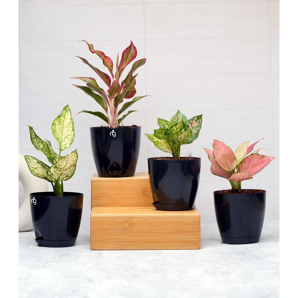 Combo of 6 Black Self Watering Plastic Pots with Glossy Finish (Size: 4.5IN * 4.33IN) | Low Maintenance Pots for Indoor, Balcony