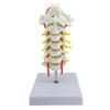 Anatomical Cervical Vertebrae Model Featuring Arteries Nerves Vertebral Discs Medicals Training Tool