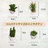 12-Piece Mini Cactus Assortment Set, Faux Greenery, Perfect for Home Decor, Desks, Kitchen Counters, and Store Decor. Perfect for Everlasting Plants.