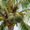 Green Artificial Coconut Plastic Fruit Ornament Fake Coconut Fruit  Weddings