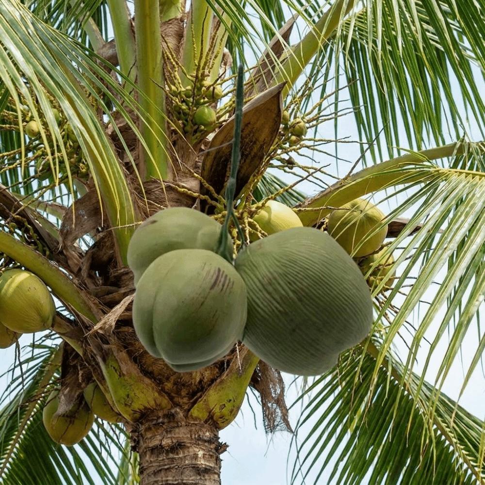 Green Artificial Coconut Plastic Fruit Ornament Fake Coconut Fruit Weddings