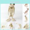 Spooky Halloween Skeleton Cat Dog Owl Prop For Creepy Party Shop Decorations