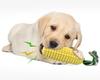 Hot Sale Durable Corn Shaped TPR Dog Toothbrush Teeth Cleaning Toys Pet Chew Squeaky Toy